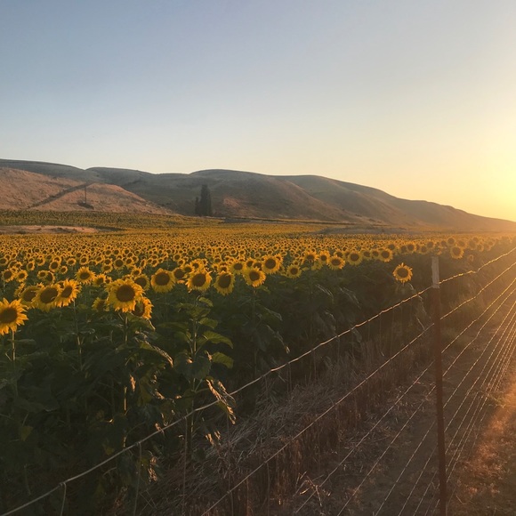 Meet your Posher, Emily - Picture 1 of 1